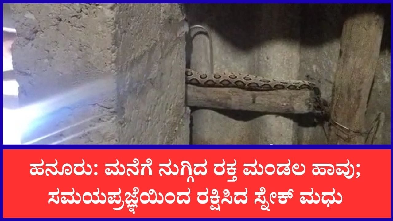 ತೋಟದ ಮನೆಗೆ ನುಗ್ಗಿದ ವಿಷಕಾರಿ ಕೊಳಕು ಮಂಡಲ ಹಾವು; ಜಾಣತನದಿಂದ ಸೆರೆಹಿಡಿದ ಸ್ನೇಕ್ ಮಧು