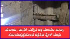 ತೋಟದ ಮನೆಗೆ ನುಗ್ಗಿದ ವಿಷಕಾರಿ ಕೊಳಕು ಮಂಡಲ ಹಾವು; ಜಾಣತನದಿಂದ ಸೆರೆಹಿಡಿದ ಸ್ನೇಕ್ ಮಧು