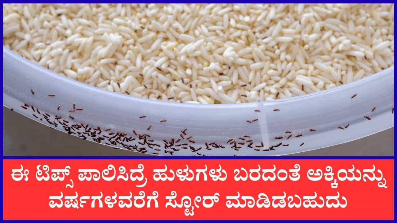 ಡಬ್ಬಗಳಲ್ಲಿ ಶೇಖರಿಸಿಡುವ ಅಕ್ಕಿಯಲ್ಲಿ ಹುಳಗಳಾಗಂತೆ ತಡೆಯಲು ಈ ಸಿಂಪಲ್ ಟಿಪ್ಸ್ ಪಾಲಿಸಿ ಡಬ್ಬಗಳಲ್ಲಿ ಶೇಖರಿಸಿಡುವ ಅಕ್ಕಿಯಲ್ಲಿ ಹುಳಗಳಾಗಂತೆ ತಡೆಯಲು ಈ ಸಿಂಪಲ್ ಟಿಪ್ಸ್ ಪಾಲಿಸಿ