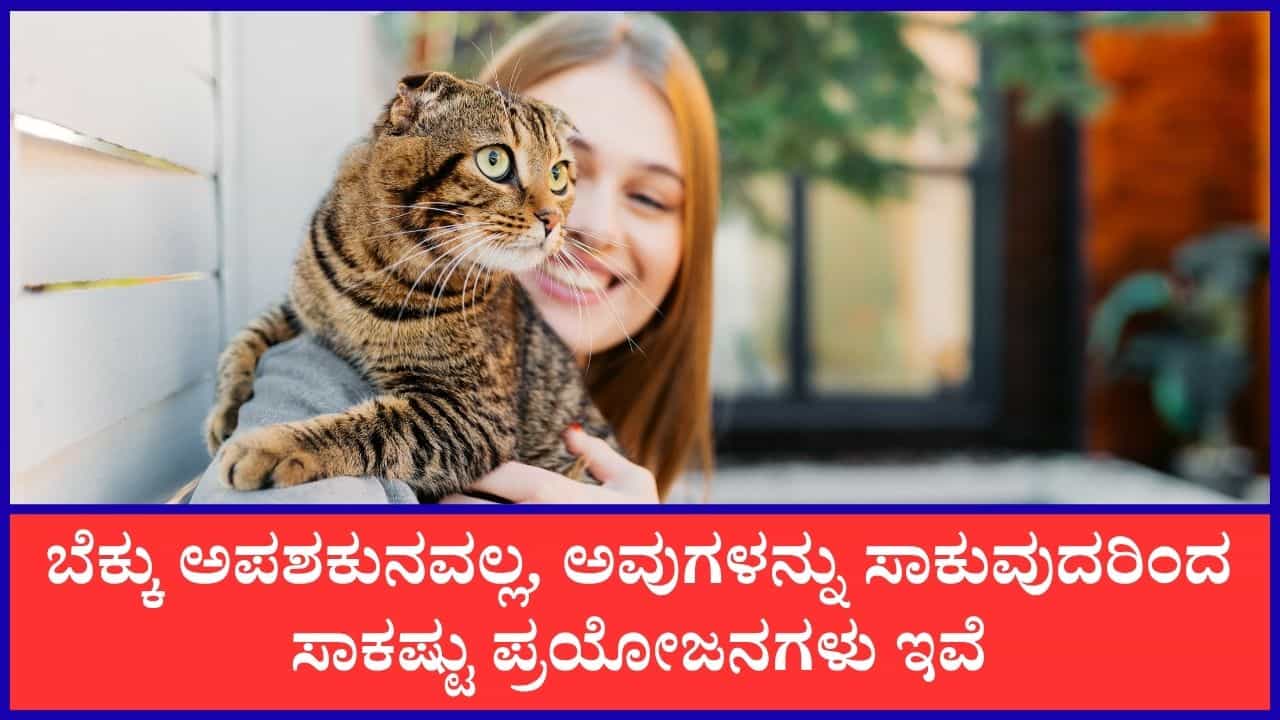 International Cat Day 2026: ಮನೆಯಲ್ಲಿ ಬೆಕ್ಕು ಸಾಕುವುದರಿಂದ ಎಷ್ಟೆಲ್ಲಾ ಪ್ರಯೋಜನಗಳಿವೆ ನೋಡಿ International Cat Day 2026: ಮನೆಯಲ್ಲಿ ಬೆಕ್ಕು ಸಾಕುವುದರಿಂದ ಎಷ್ಟೆಲ್ಲಾ ಪ್ರಯೋಜನಗಳಿವೆ ನೋಡಿ