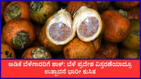 ಕರ್ನಾಟಕದಲ್ಲಿ ಅಡಿಕೆ ಉತ್ಪಾದನೆ, ಉತ್ಪಾದಕತೆ ಭಾರೀ ಕುಸಿತ! ಕಾರಣವೇನು?