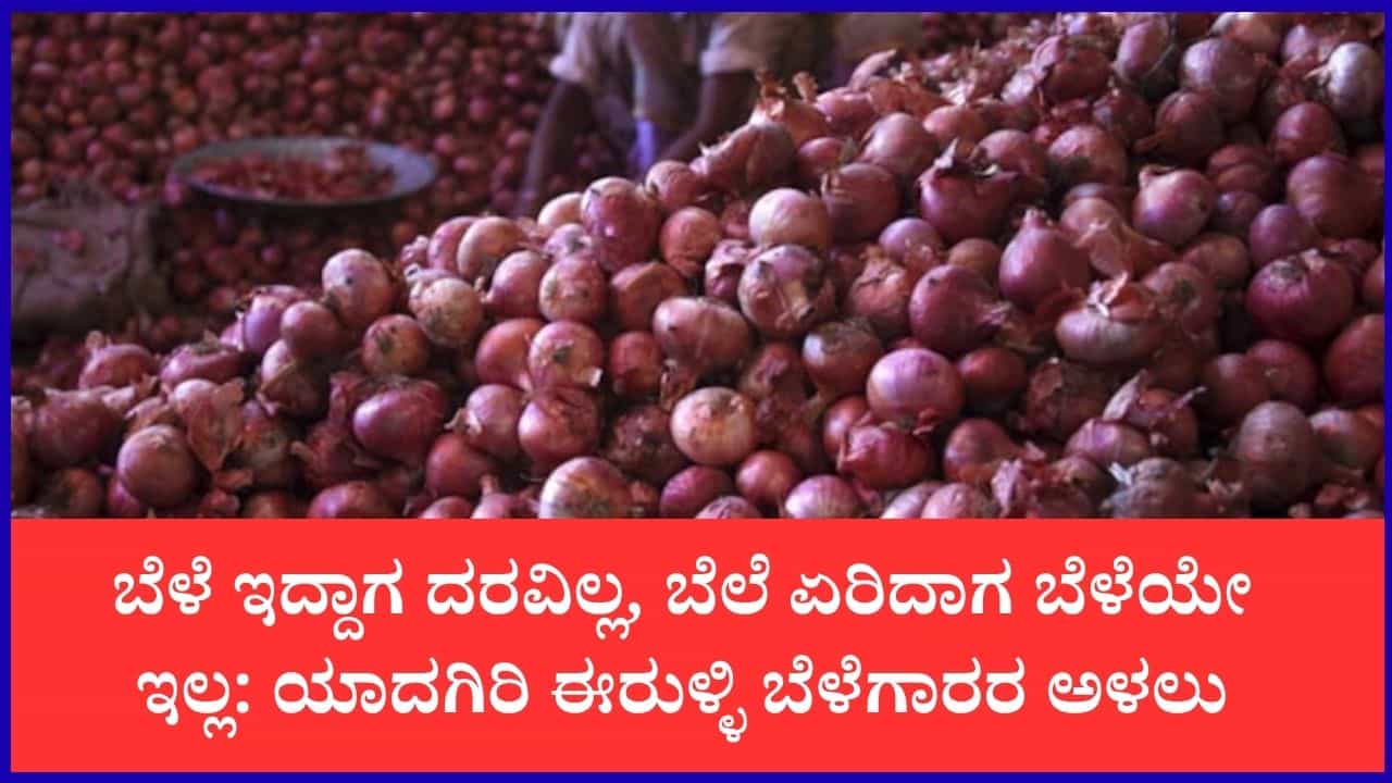 ಗಗನಕ್ಕೇರಿದ ಈರುಳ್ಳಿ ದರ: ಬೆಲೆ ಏರಿಕೆಯ ನಡುವೆಯೂ ಸಿಗದ ರೈತರಿಗೆ ಲಾಭ ಗಗನಕ್ಕೇರಿದ ಈರುಳ್ಳಿ ದರ: ಬೆಲೆ ಏರಿಕೆಯ ನಡುವೆಯೂ ಸಿಗದ ರೈತರಿಗೆ ಲಾಭ