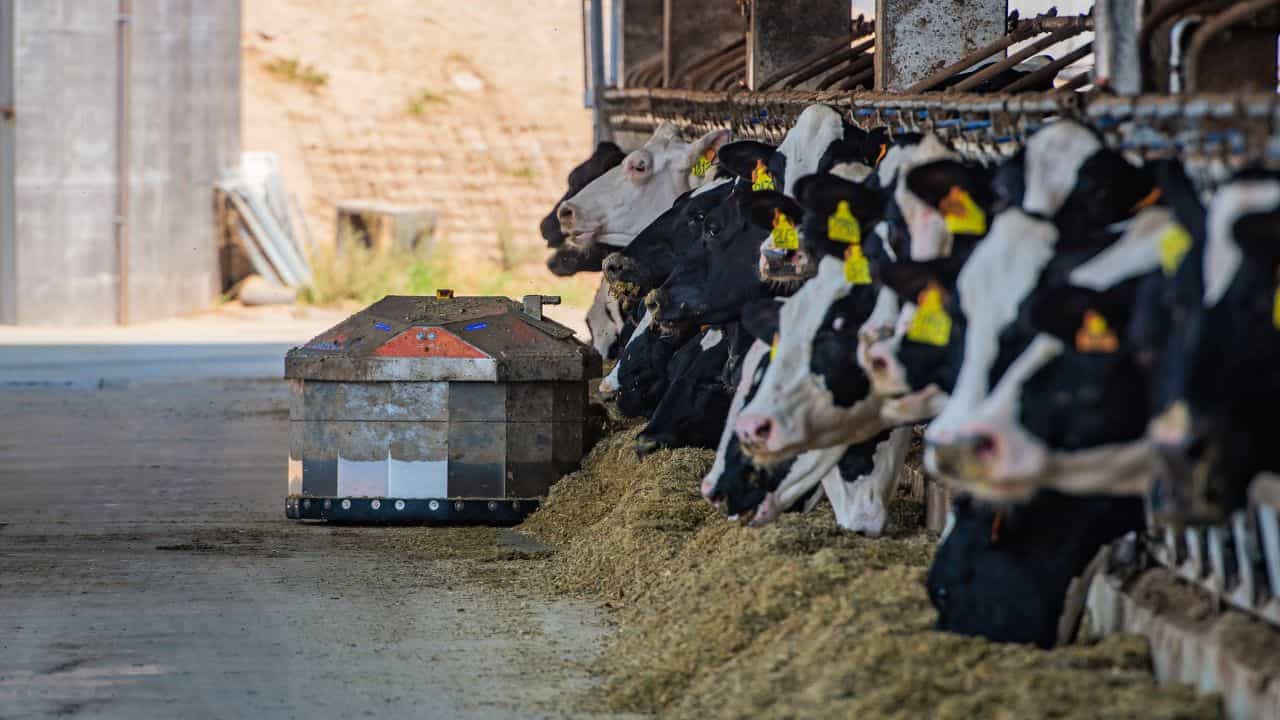 ಕೆಎಂಎಫ್ ಪಶು ಆಹಾರ ಘಟಕದಲ್ಲಿ ಗೋಲ್ಮಾಲ್: ಕಳಪೆ ಆಹಾರದಿಂದ 1,600 ಹಸುಗಳ ಸಾವಿನ ಶಂಕೆ! ಕೆಎಂಎಫ್ ಪಶು ಆಹಾರ ಘಟಕದಲ್ಲಿ ಗೋಲ್ಮಾಲ್: ಕಳಪೆ ಆಹಾರದಿಂದ 1,600 ಹಸುಗಳ ಸಾವಿನ ಶಂಕೆ!