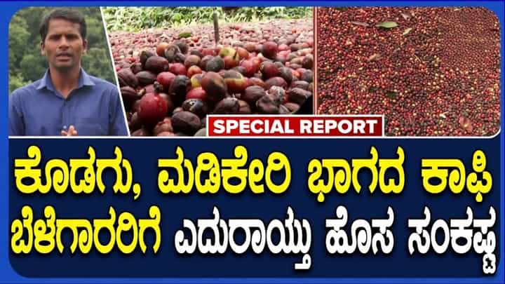 ಮಡಿಕೇರಿ-ಕೊಡಗು ಭಾಗದಲ್ಲಿ ಕಾಫಿ ಬೆಳೆಗಾರರಿಗೆ ಎದುರಾಯ್ತು ಹೊಸ ತಲೆನೋವು: ಕಾಫಿ ಬೆಳೆ ಹಾನಿ ಭೀತಿ ಮಡಿಕೇರಿ-ಕೊಡಗು ಭಾಗದಲ್ಲಿ ಕಾಫಿ ಬೆಳೆಗಾರರಿಗೆ ಎದುರಾಯ್ತು ಹೊಸ ತಲೆನೋವು: ಕಾಫಿ ಬೆಳೆ ಹಾನಿ ಭೀತಿ