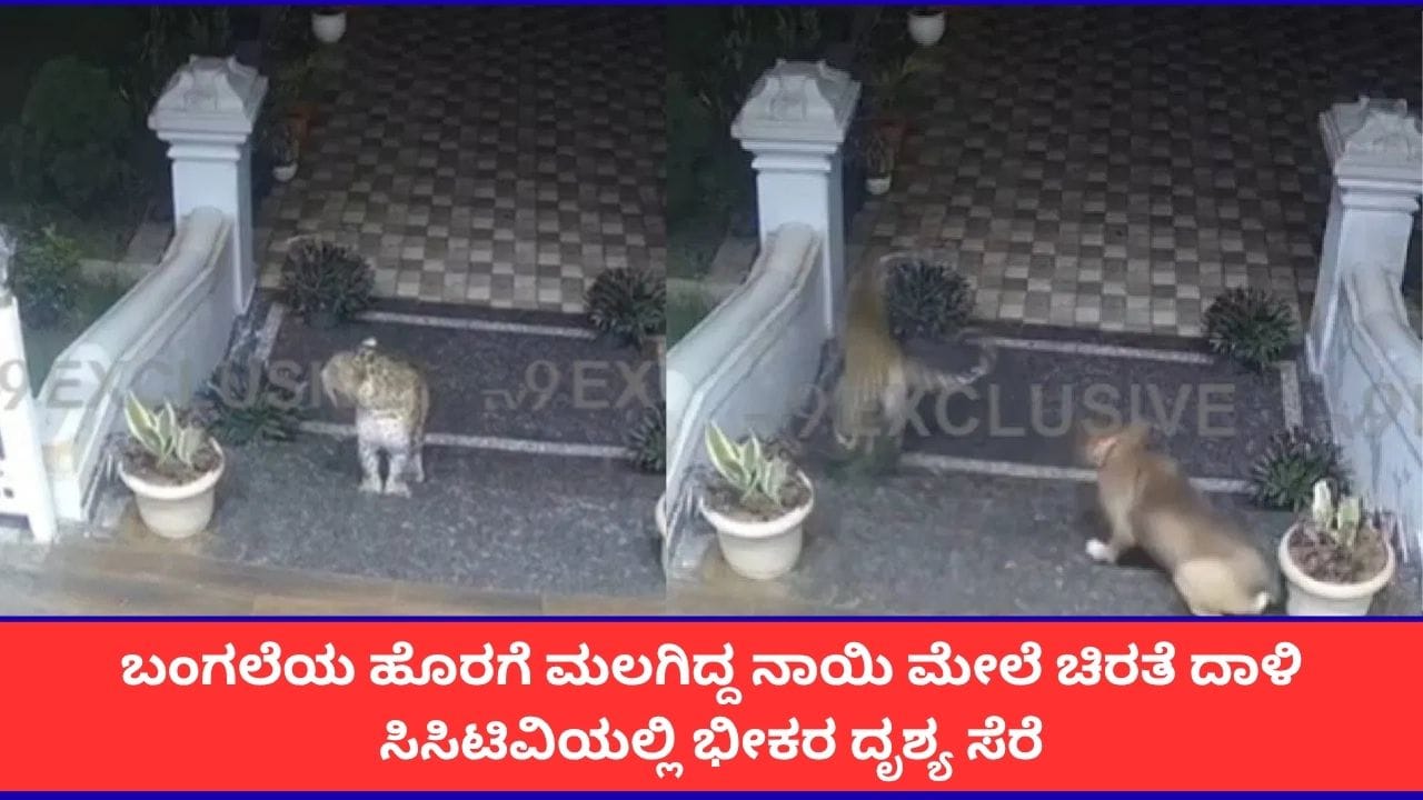 ಮಹಾಬಲೇಶ್ವರದ ಭಿಲಾರ್ನಲ್ಲಿ ಚಿರತೆ ದಾಳಿ