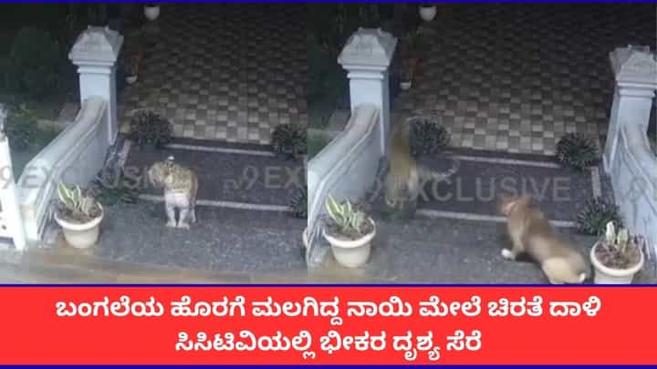 ಬಂಗಲೆಯ ಹೊರಗೆ ಮಲಗಿದ್ದ ನಾಯಿ ಮೇಲೆ ಚಿರತೆ ದಾಳಿ; ಸಿಸಿಟಿವಿಯಲ್ಲಿ ಭೀಕರ ದೃಶ್ಯ ಸೆರೆ ಬಂಗಲೆಯ ಹೊರಗೆ ಮಲಗಿದ್ದ ನಾಯಿ ಮೇಲೆ ಚಿರತೆ ದಾಳಿ; ಸಿಸಿಟಿವಿಯಲ್ಲಿ ಭೀಕರ ದೃಶ್ಯ ಸೆರೆ