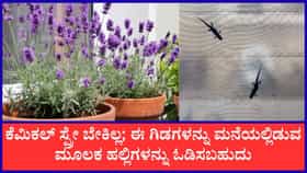 ಹಲ್ಲಿಗಳ ಕಾಟದಿಂದ ಮುಕ್ತಿ ಪಡೆಯಲು ಸಹಕಾರಿ ಈ ಗಿಡಗಳು