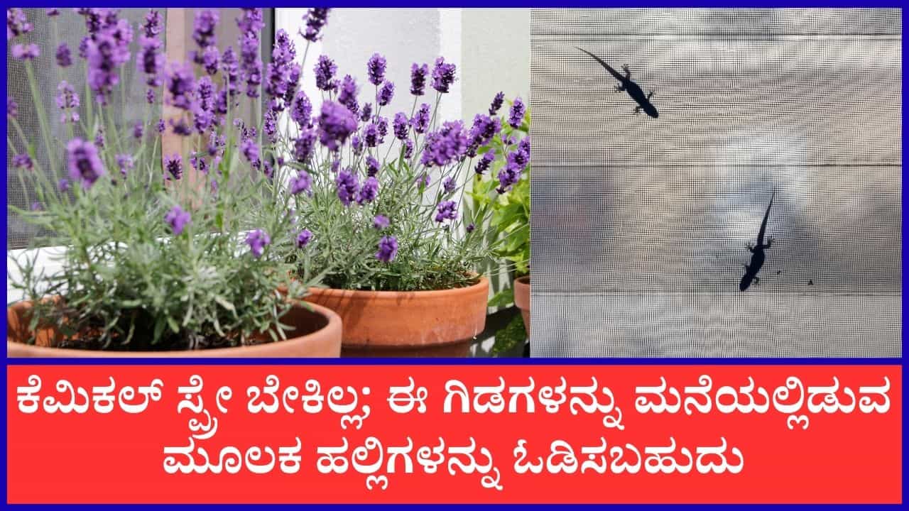 Lizard Repellent Plants: ಕೆಮಿಕಲ್ ಸ್ಪ್ರೇ ಬೇಕಿಲ್ಲ, ಈ ಗಿಡಗಳ ಸಹಾಯದಿಂದ ಹಲ್ಲಿಗಳ ಕಾಟದಿಂದ ಮುಕ್ತಿ ಪಡೆಯಬಹುದು Lizard Repellent Plants: ಕೆಮಿಕಲ್ ಸ್ಪ್ರೇ ಬೇಕಿಲ್ಲ, ಈ ಗಿಡಗಳ ಸಹಾಯದಿಂದ ಹಲ್ಲಿಗಳ ಕಾಟದಿಂದ ಮುಕ್ತಿ ಪಡೆಯಬಹುದು