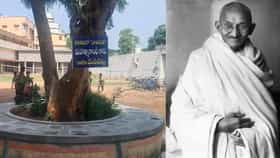 1921ರಲ್ಲಿ ಏಲೂರುನಲ್ಲಿ ಗಾಂಧೀಜಿ ನೆಟ್ಟಿದ್ದ ಗಿಡ ಈಗ ಹೇಗಿದೆ ಗೊತ್ತಾ?