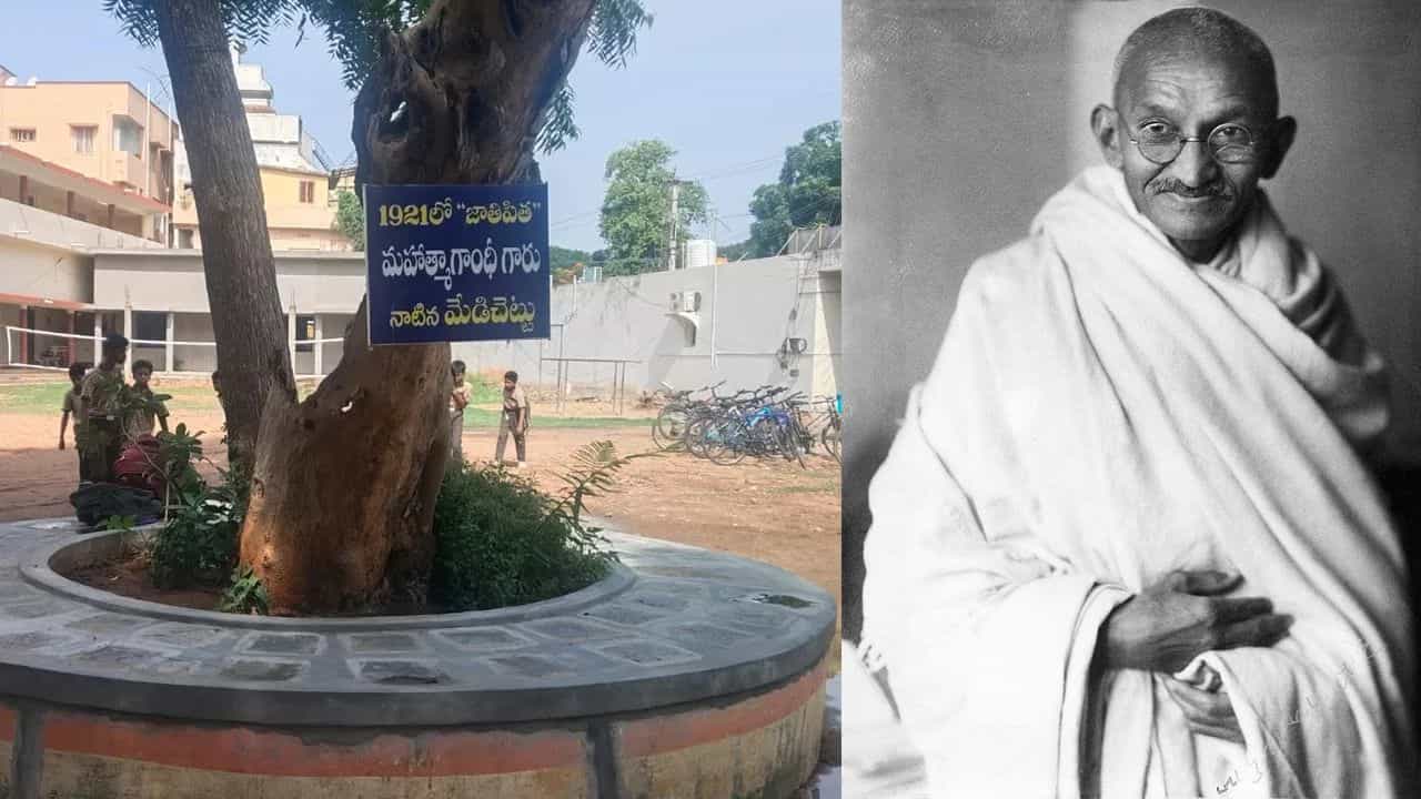1921ರಲ್ಲಿ ಏಲೂರುನಲ್ಲಿ ಗಾಂಧೀಜಿ ನೆಟ್ಟಿದ್ದ ಗಿಡ ಈಗ ಹೇಗಿದೆ ಗೊತ್ತಾ? 100 ವರ್ಷಗಳ ಐತಿಹಾಸಿಕ ನೆನಪು 1921ರಲ್ಲಿ ಏಲೂರುನಲ್ಲಿ ಗಾಂಧೀಜಿ ನೆಟ್ಟಿದ್ದ ಗಿಡ ಈಗ ಹೇಗಿದೆ ಗೊತ್ತಾ? 100 ವರ್ಷಗಳ ಐತಿಹಾಸಿಕ ನೆನಪು