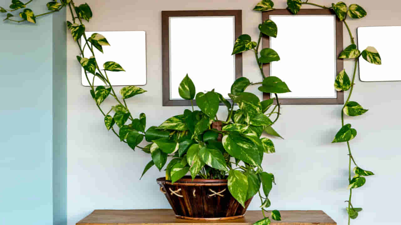 Money Plant Vastu: ಮನೆಯಲ್ಲಿ ಮನಿ ಪ್ಲಾಂಟ್ ನೆಡುತ್ತಿದ್ದೀರಾ? ವಾಸ್ತು ಪ್ರಕಾರ ಈ ತಪ್ಪು ಮಾಡಬೇಡಿ!