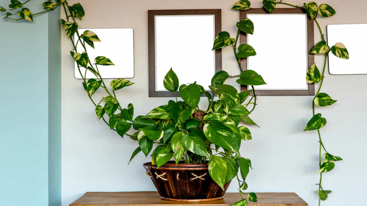 Money Plant Vastu: ಮನೆಯಲ್ಲಿ ಮನಿ ಪ್ಲಾಂಟ್ ನೆಡುತ್ತಿದ್ದೀರಾ? ವಾಸ್ತು ಪ್ರಕಾರ ಈ ತಪ್ಪು ಮಾಡಬೇಡಿ! Money Plant Vastu: ಮನೆಯಲ್ಲಿ ಮನಿ ಪ್ಲಾಂಟ್ ನೆಡುತ್ತಿದ್ದೀರಾ? ವಾಸ್ತು ಪ್ರಕಾರ ಈ ತಪ್ಪು ಮಾಡಬೇಡಿ!