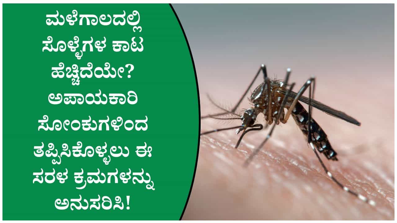 ಮಳೆಗಾಲದಲ್ಲಿ ಸೊಳ್ಳೆಗಳ ಕಾಟ ಹೆಚ್ಚಿದೆಯೇ? ಡೆಂಗ್ಯೂ, ಮಲೇರಿಯಾದಿಂದ ತಪ್ಪಿಸಿಕೊಳ್ಳಲು ಈ ಕ್ರಮಗಳನ್ನು ಅನುಸರಿಸಿ