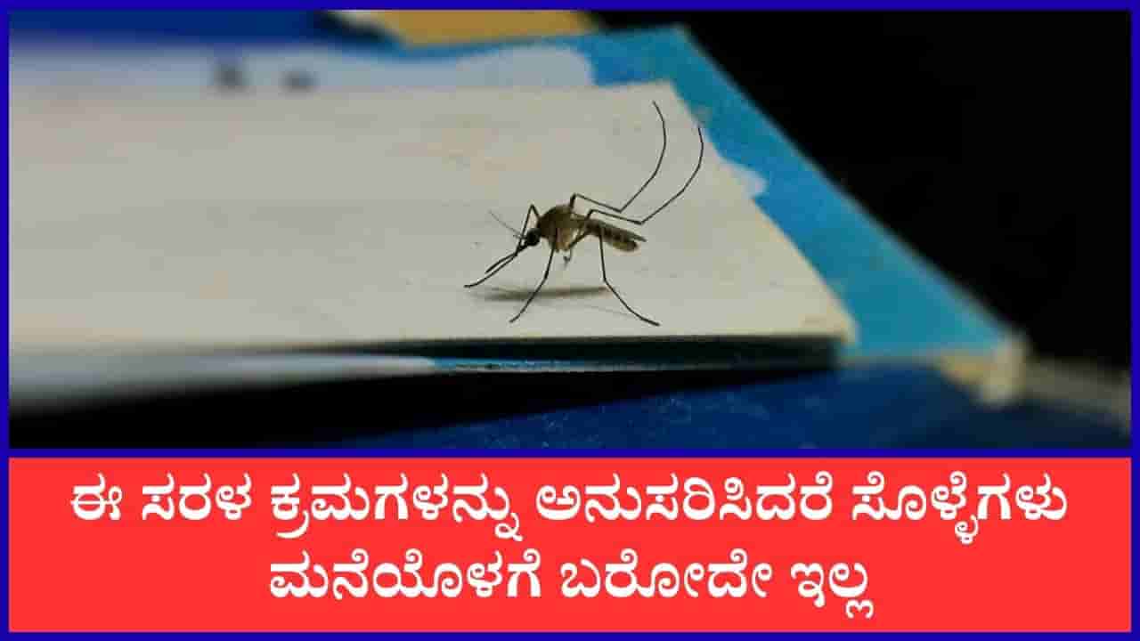 Mosquito Prevention Tips: ಸೊಳ್ಳೆಗಳು ಮನೆಯೊಳಗೆ ಬಾರದಂತೆ ತಡೆಯಲು ಇಲ್ಲಿವೆ ಸರಳ ಮಾರ್ಗಗಳು