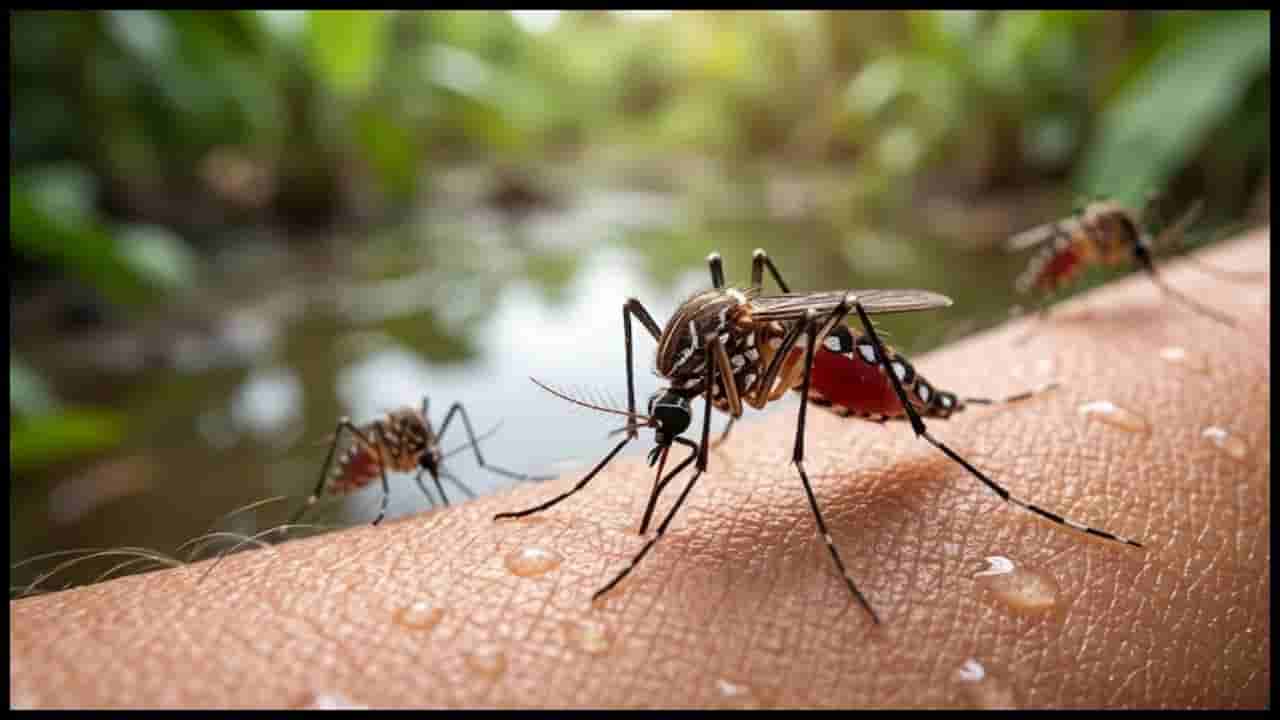 World Mosquito Day: ಇಂದು ವಿಶ್ವ ಸೊಳ್ಳೆ ದಿನ; ಸೊಳ್ಳೆಗಳ ವಿಸ್ಮಯಕಾರಿ ಜಗತ್ತು ಮತ್ತು ಆರೋಗ್ಯದ ಮೇಲಿನ ಅಪಾಯ