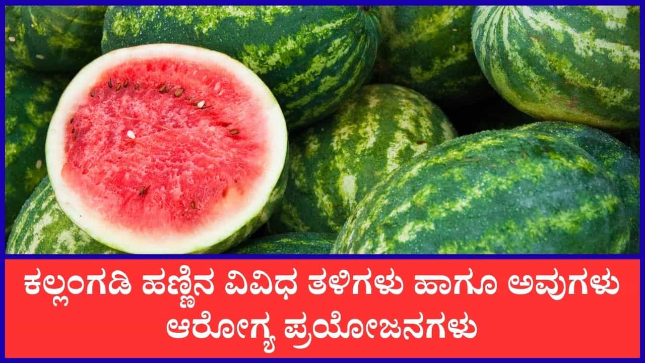 National Watermelon Day 2026: ಮಾವು ಮಾತ್ರವಲ್ಲ ಕಲ್ಲಂಗಡಿ ಹಣ್ಣಿನಲ್ಲೂ ಅನೇಕ ವಿಧಗಳಿವೆ; ಅವು ಯಾವುವು ಗೊತ್ತೇ? National Watermelon Day 2026: ಮಾವು ಮಾತ್ರವಲ್ಲ ಕಲ್ಲಂಗಡಿ ಹಣ್ಣಿನಲ್ಲೂ ಅನೇಕ ವಿಧಗಳಿವೆ; ಅವು ಯಾವುವು ಗೊತ್ತೇ?