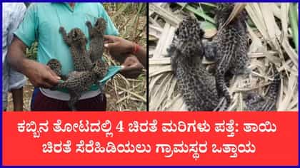 ಚನ್ನಪಟ್ಟಣದ ಕಬ್ಬಿನ ತೋಟದಲ್ಲಿ 4 ಚಿರತೆ ಮರಿಗಳು ಪ್ರತ್ಯಕ್ಷ