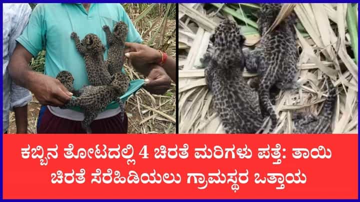 ಚನ್ನಪಟ್ಟಣದ ಕಬ್ಬಿನ ತೋಟದಲ್ಲಿ 4 ಚಿರತೆ ಮರಿಗಳು ಪ್ರತ್ಯಕ್ಷ ಚನ್ನಪಟ್ಟಣದ ಕಬ್ಬಿನ ತೋಟದಲ್ಲಿ 4 ಚಿರತೆ ಮರಿಗಳು ಪ್ರತ್ಯಕ್ಷ