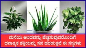 ಮನೆಯಲ್ಲಿ ಸಕಾರಾತ್ಮಕತೆಯನ್ನು ಹರಡುವ ಗಿಡಗಳು