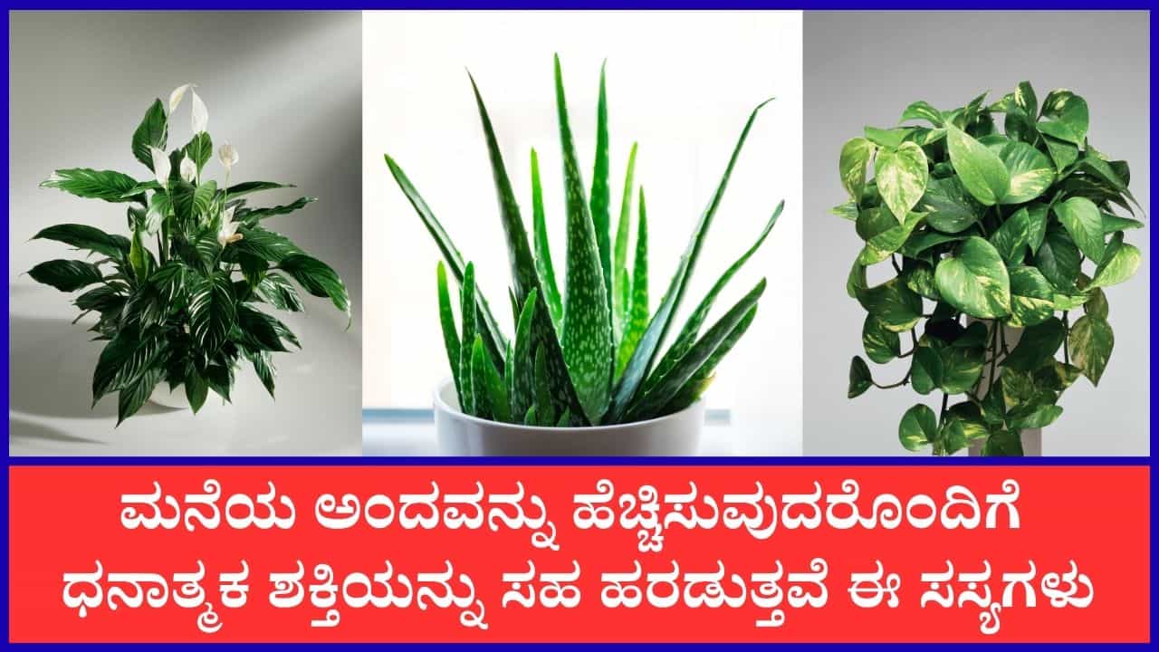 Positive Energy Plants for Home: ಸಕಾರಾತ್ಮಕತೆಯನ್ನು ಹರಡುವ ಈ ಗಿಡಗಳನ್ನು ಪ್ರತಿ ಮನೆಯಲ್ಲೂ ನೆಡಬೇಕು Positive Energy Plants for Home: ಸಕಾರಾತ್ಮಕತೆಯನ್ನು ಹರಡುವ ಈ ಗಿಡಗಳನ್ನು ಪ್ರತಿ ಮನೆಯಲ್ಲೂ ನೆಡಬೇಕು