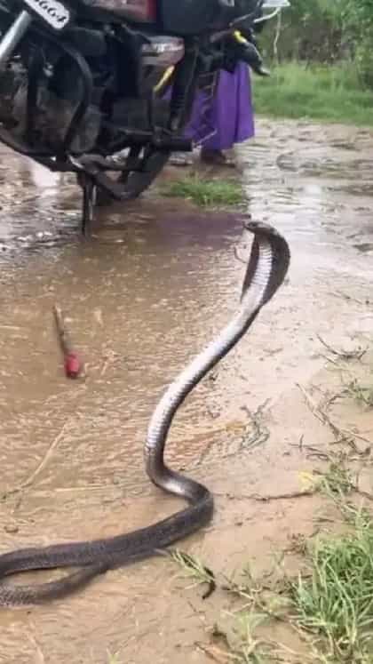 ಬುಸ್​ಗುಟ್ಟಲೂ ಆಗದೆ ತೂರಾಡಿದ ನಾಗರಹಾವು!