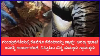 ಹುಲಿ ದಾಳಿಯಿಂದ ಸ್ವಲ್ಪದರಲ್ಲೇ ಪಾರಾಗಿದ್ದ ಯುವಕ: ಭೀತಿ ಮೂಡಿಸಿದ್ದ ವ್ಯಾಘ್ರ ಕೊನೆಗೂ ಬಲೆಗೆ