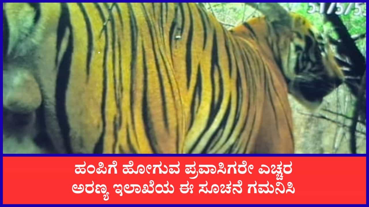 ಪ್ರವಾಸಿಗರೇ ಎಚ್ಚರ: ಐದು ದಶಕಗಳ ಬಳಿಕ ಹಂಪಿ ಸಮೀಪ ಹುಲಿ ಪ್ರತ್ಯಕ್ಷ! ಸುತ್ತಲಿನ ಪ್ರದೇಶಗಳಲ್ಲಿ ಅಲರ್ಟ್ ಪ್ರವಾಸಿಗರೇ ಎಚ್ಚರ: ಐದು ದಶಕಗಳ ಬಳಿಕ ಹಂಪಿ ಸಮೀಪ ಹುಲಿ ಪ್ರತ್ಯಕ್ಷ! ಸುತ್ತಲಿನ ಪ್ರದೇಶಗಳಲ್ಲಿ ಅಲರ್ಟ್