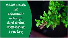 ತುಳಸಿ ಎಲೆ ತಿನ್ನುವ ಅಭ್ಯಾಸ ನಿಮಗಿದೆಯೇ? ಎಚ್ಚರಿಕೆಯೂ ಅಗತ್ಯ
