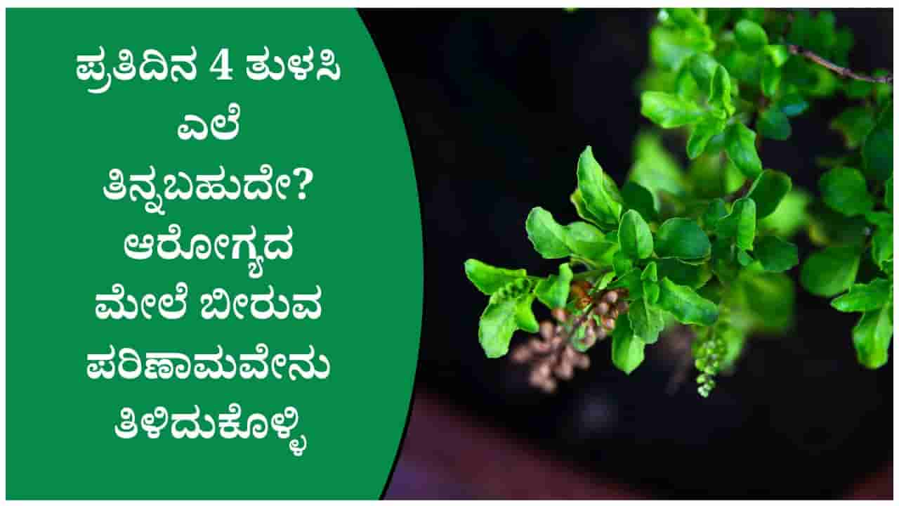 ಬೆಳಗ್ಗೆ 4 ತುಳಸಿ ಎಲೆ ತಿಂದರೆ ಏನಾಗುತ್ತೆ? ಆರೋಗ್ಯಕ್ಕೆ ನಿಜಕ್ಕೂ ಇಷ್ಟೊಂದು ಪ್ರಯೋಜನಗಳಿವೆಯೇ?