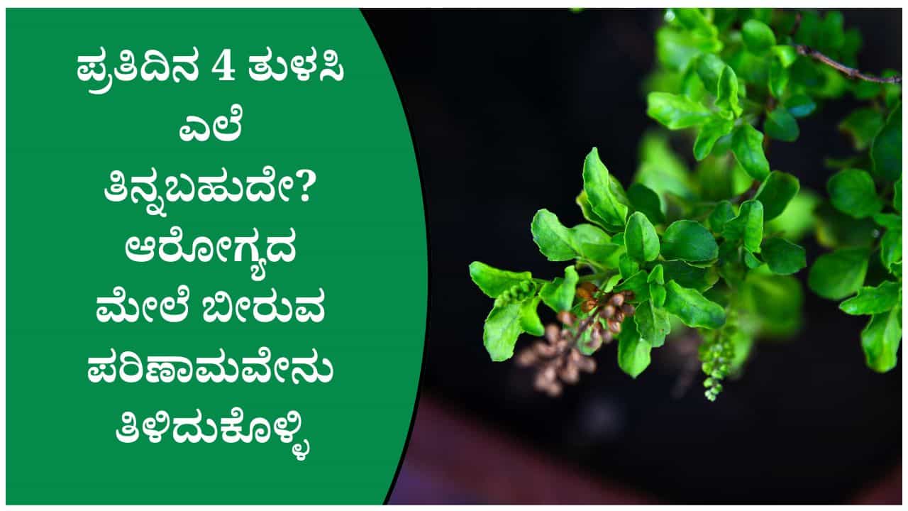 ಬೆಳಗ್ಗೆ 4 ತುಳಸಿ ಎಲೆ ತಿಂದರೆ ಏನಾಗುತ್ತೆ? ಆರೋಗ್ಯಕ್ಕೆ ನಿಜಕ್ಕೂ ಇಷ್ಟೊಂದು ಪ್ರಯೋಜನಗಳಿವೆಯೇ? ಬೆಳಗ್ಗೆ 4 ತುಳಸಿ ಎಲೆ ತಿಂದರೆ ಏನಾಗುತ್ತೆ? ಆರೋಗ್ಯಕ್ಕೆ ನಿಜಕ್ಕೂ ಇಷ್ಟೊಂದು ಪ್ರಯೋಜನಗಳಿವೆಯೇ?