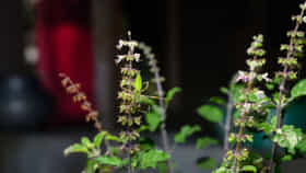 ನೆಡದೆಯೇ ತಾನಾಗಿಯೇ ತುಳಸಿ ಗಿಡ ಬೆಳೆದರೆ ಏನರ್ಥ?