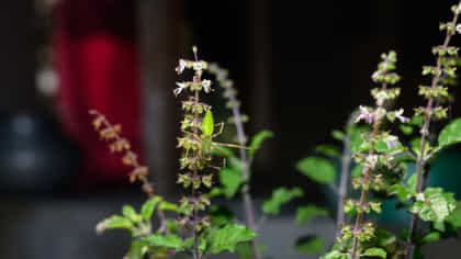 ಬೆಳಿಗ್ಗೆ ಖಾಲಿ ಹೊಟ್ಟೆಯಲ್ಲಿ 5 ತುಳಸಿ ಎಲೆ ಜಗಿಯಿರಿ