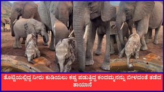 Video: ತೊಟ್ಟಿಯಲ್ಲಿದ್ದ ನೀರು ಕುಡಿಯಲು ಕಷ್ಟ ಪಡುತ್ತಿದ್ದ ಕಂದಮ್ಮನನ್ನು ಬೀಳದಂತೆ ತಡೆದ ತಾಯಾನೆ