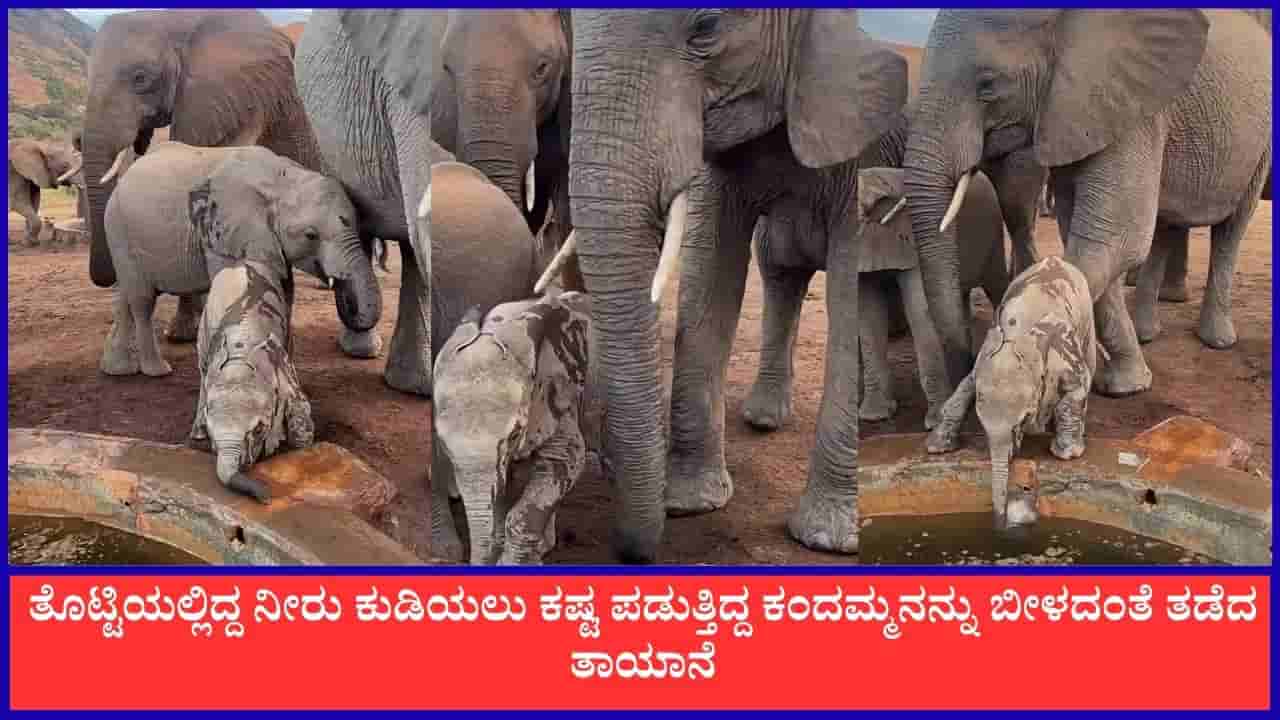 Video: ತೊಟ್ಟಿಯಲ್ಲಿದ್ದ ನೀರು ಕುಡಿಯಲು ಕಷ್ಟ ಪಡುತ್ತಿದ್ದ ಕಂದಮ್ಮನನ್ನು ಬೀಳದಂತೆ ತಡೆದ ತಾಯಾನೆ