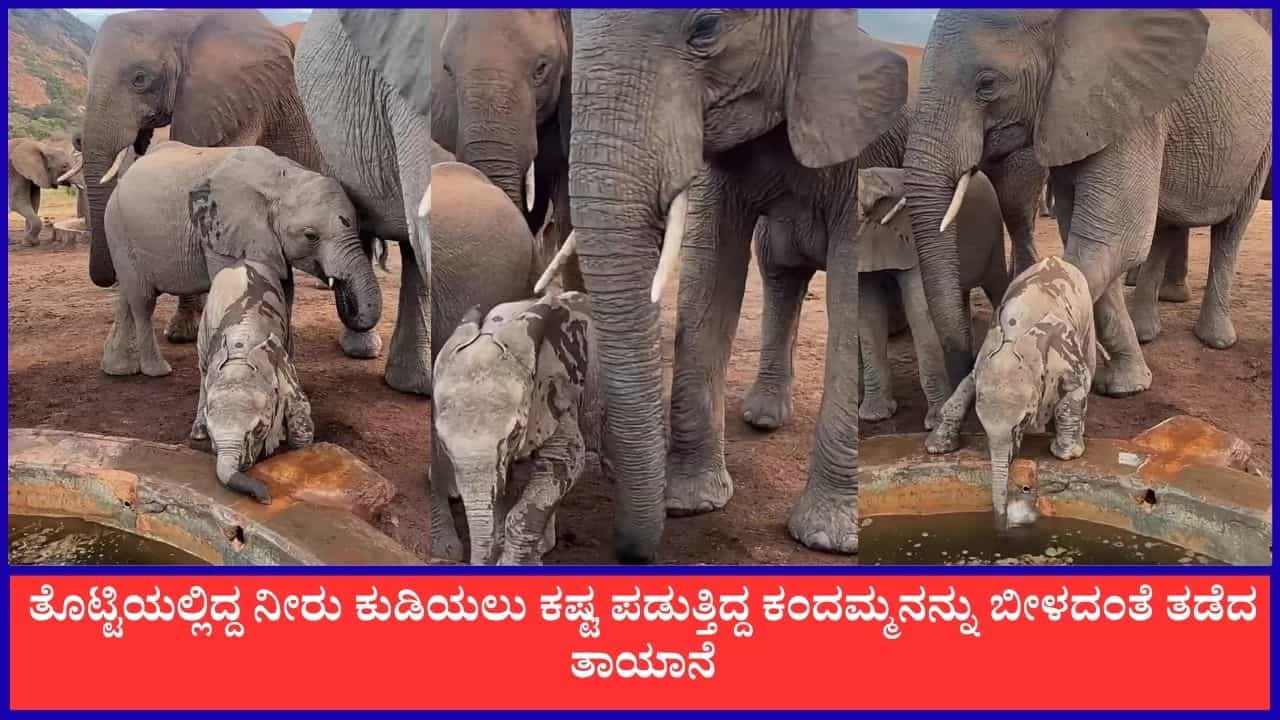 Video: ತೊಟ್ಟಿಯಲ್ಲಿದ್ದ ನೀರು ಕುಡಿಯಲು ಕಷ್ಟ ಪಡುತ್ತಿದ್ದ ಕಂದಮ್ಮನನ್ನು ಬೀಳದಂತೆ ತಡೆದ ತಾಯಾನೆ