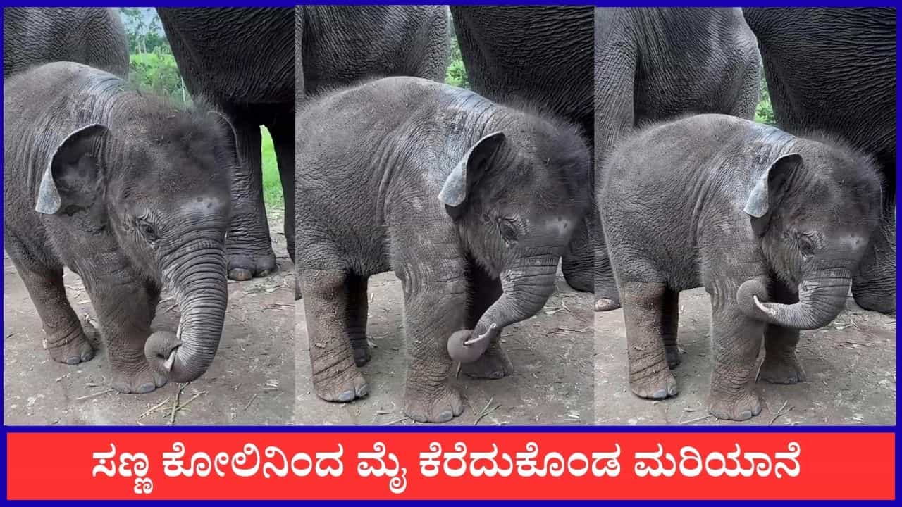 Video: ಸಣ್ಣ ಕೋಲಿನಿಂದ ಮೈ ಕೆರೆದುಕೊಂಡ ಮರಿಯಾನೆ, ವೈರಲ್ ಆಯ್ತು ದೃಶ್ಯ Video: ಸಣ್ಣ ಕೋಲಿನಿಂದ ಮೈ ಕೆರೆದುಕೊಂಡ ಮರಿಯಾನೆ, ವೈರಲ್ ಆಯ್ತು ದೃಶ್ಯ