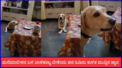 ಮನೆಮಾಲೀಕನ ಬಳಿ ಬಾಳೆಹಣ್ಣು ಬೇಕೆಂದು ಹಠ ಹಿಡಿದು ಕುಳಿತ ಶ್ವಾನ