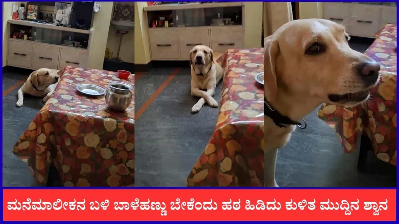 Video: ಮನೆಮಾಲೀಕನ ಬಳಿ ಬಾಳೆಹಣ್ಣು ಬೇಕೆಂದು ಹಠ ಹಿಡಿದು ಕುಳಿತ ಮುದ್ದಿನ ಶ್ವಾನ