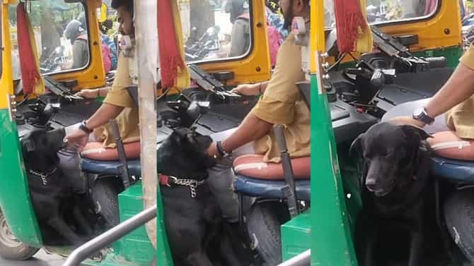 ಈ ಆಟೋಡ್ರೈವರ್‌ಗೆ ತನ್ನ ಮುದ್ದಿನ ಶ್ವಾನವೇ ಕಾವಲು; ಇದೇ ನೋಡಿ ಶುದ್ಧ ಪ್ರೀತಿ