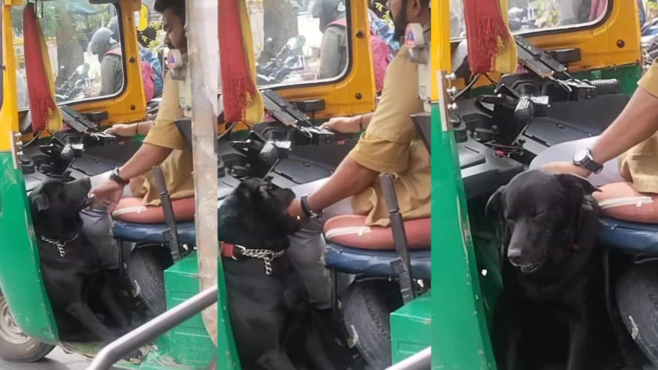 Video: ದುಡಿಮೆಯಲ್ಲಿ ಆಟೋ ಡ್ರೈವರ್ಗೆ ಜತೆಯಾಗುವ ಶ್ವಾನ, ವೈರಲ್ ಆಯ್ತು ದೃಶ್ಯ Video: ದುಡಿಮೆಯಲ್ಲಿ ಆಟೋ ಡ್ರೈವರ್ಗೆ ಜತೆಯಾಗುವ ಶ್ವಾನ, ವೈರಲ್ ಆಯ್ತು ದೃಶ್ಯ