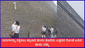 ತನ್ನ ಮರಿಗಳನ್ನು ರಕ್ಷಿಸಲು ಎತ್ತರದ ಗೋಡೆ ಏರಿದ ತಾಯಿ ಬೆಕ್ಕು