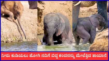 ನೀರು ಕುಡಿಯಲು ಹೋಗಿ ನದಿಗೆ ಬಿದ್ದ ಕಂದನನ್ನು ಮೇಲೆತ್ತಿದ ತಾಯಾನೆ