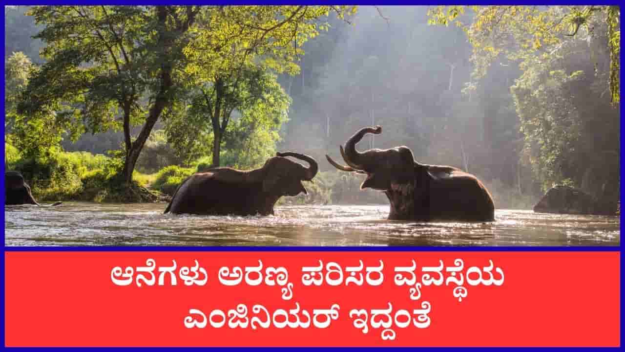 World Elephant Day 2026: ಅರಣ್ಯ ಪರಿಸರ ವ್ಯವಸ್ಥೆಯನ್ನು ರಕ್ಷಿಸುವಲ್ಲಿ ಆನೆಗಳ ಪಾತ್ರ ಅಪಾರ