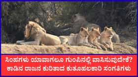 ವಿಶ್ವ ಸಿಂಹ ದಿನವನ್ನು ಆಚರಿಸುವುದೇಕೆ?