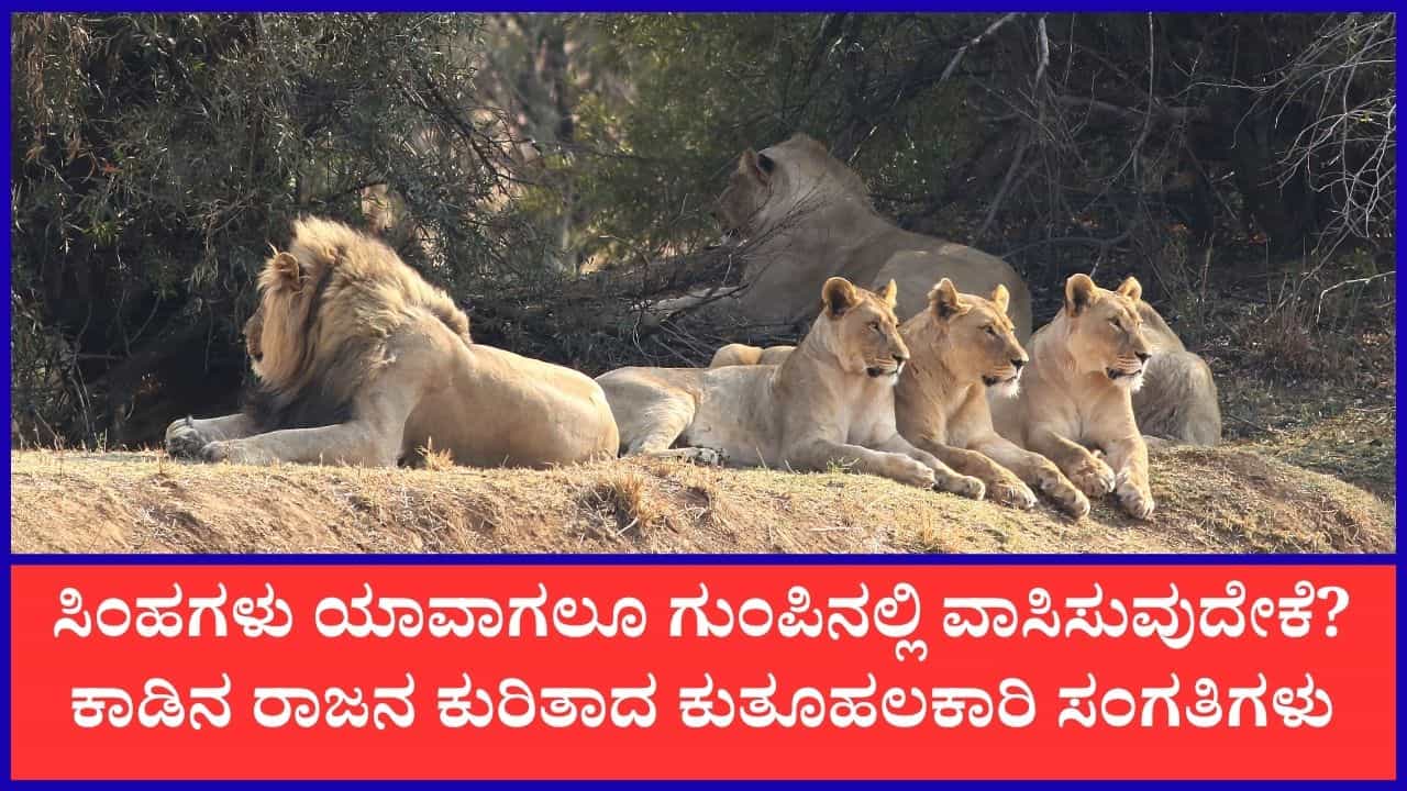 World Loin Day 2026: ನೀವು ತಿಳಿದಿರದ ಸಿಂಹಗಳ ಕುರಿತಾದ ಆಸಕ್ತಿದಾಯಕ ಸಂಗತಿಗಳು World Loin Day 2026: ನೀವು ತಿಳಿದಿರದ ಸಿಂಹಗಳ ಕುರಿತಾದ ಆಸಕ್ತಿದಾಯಕ ಸಂಗತಿಗಳು