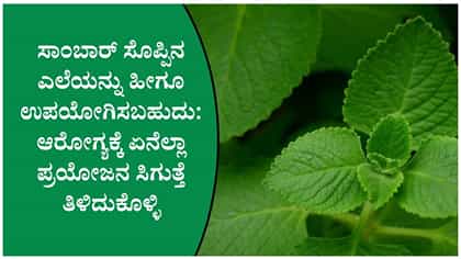 ಸಾಂಬಾರ್ ಸೊಪ್ಪಿನಲ್ಲಿ ಇಷ್ಟೆಲ್ಲಾ ಆರೋಗ್ಯ ಗುಣಗಳಿವೆಯೇ?