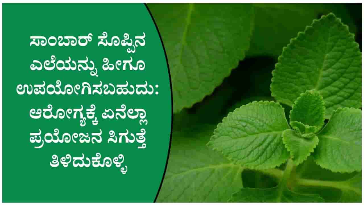 ಸಾಂಬಾರ್ ಸೊಪ್ಪಿನಲ್ಲಿ ಇಷ್ಟೆಲ್ಲಾ ಆರೋಗ್ಯ ಗುಣಗಳಿವೆಯೇ? ತಿಳಿಯಿರಿ ಪ್ರಮುಖ ಪ್ರಯೋಜನಗಳು