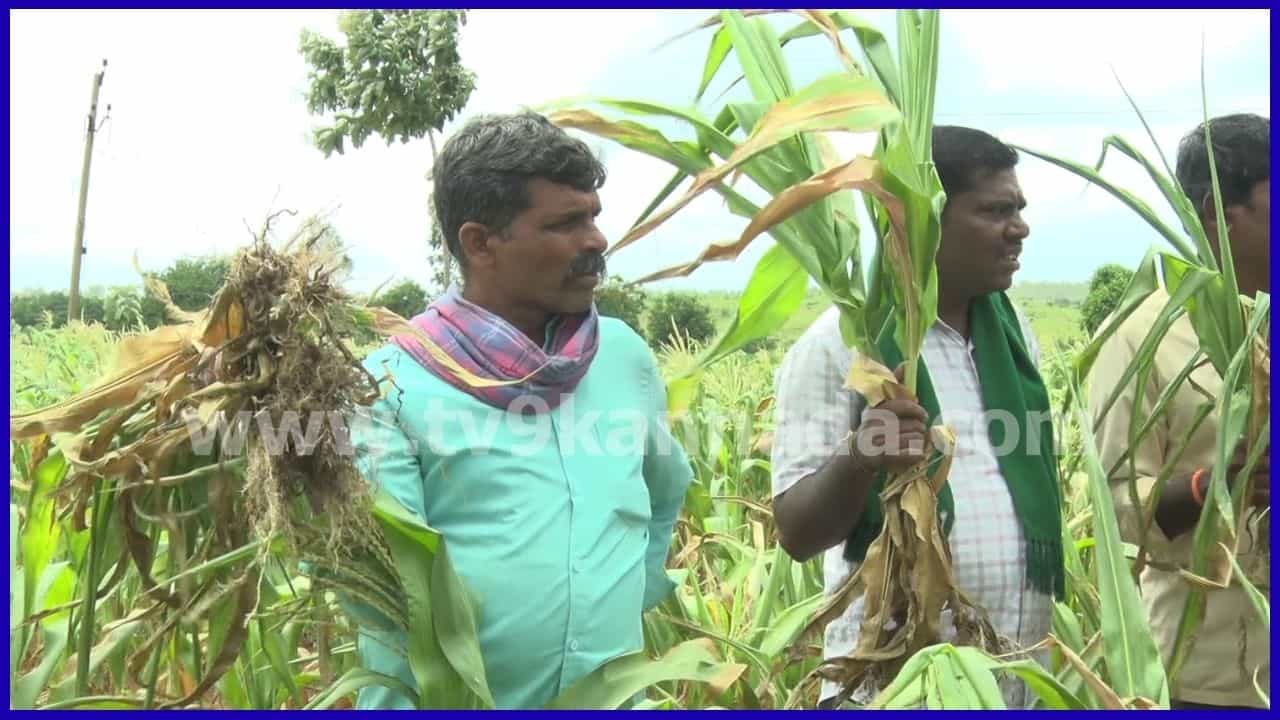 ಕರ್ನಾಟಕ ಬರದಿಂದ ನಲುಗಿದ ರೈತ: ಬೆಳಗಾವಿಯಲ್ಲಿ 1 ಲಕ್ಷ ಹೆಕ್ಟೇರ್ ಪ್ರದೇಶದ ಬೆಳೆ ನಾಶ, 200ಕ್ಕೂ ಹೆಚ್ಚು ತಾಲೂಕುಗಳಲ್ಲಿ ಸಂಕಷ್ಟ
