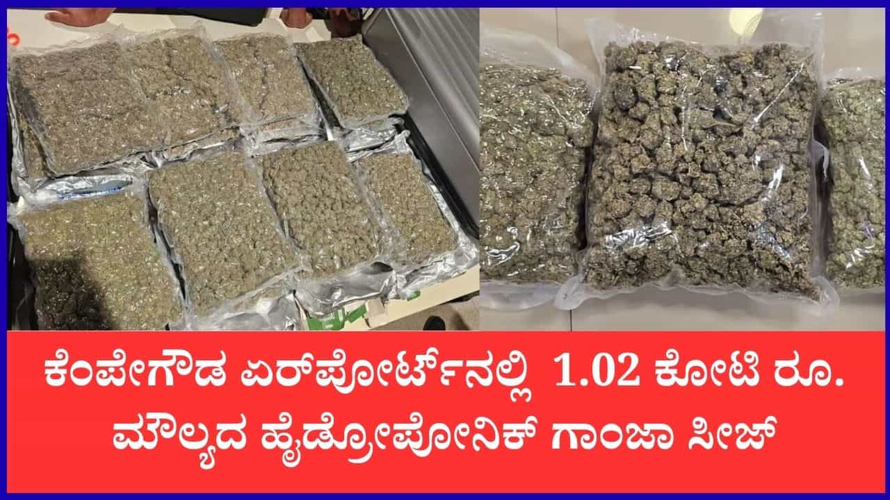 ಬೆಂಗಳೂರು ವಿಮಾನ ನಿಲ್ದಾಣದಲ್ಲಿ ಕಸ್ಟಮ್ಸ್ ಭಾರಿ ಕಾರ್ಯಾಚರಣೆ: 1.02 ಕೋಟಿ ರೂ. ಮೌಲ್ಯದ ಹೈಡ್ರೋಪೋನಿಕ್ ಗಾಂಜಾ ಜಪ್ತಿ ಬೆಂಗಳೂರು ವಿಮಾನ ನಿಲ್ದಾಣದಲ್ಲಿ ಕಸ್ಟಮ್ಸ್ ಭಾರಿ ಕಾರ್ಯಾಚರಣೆ: 1.02 ಕೋಟಿ ರೂ. ಮೌಲ್ಯದ ಹೈಡ್ರೋಪೋನಿಕ್ ಗಾಂಜಾ ಜಪ್ತಿ