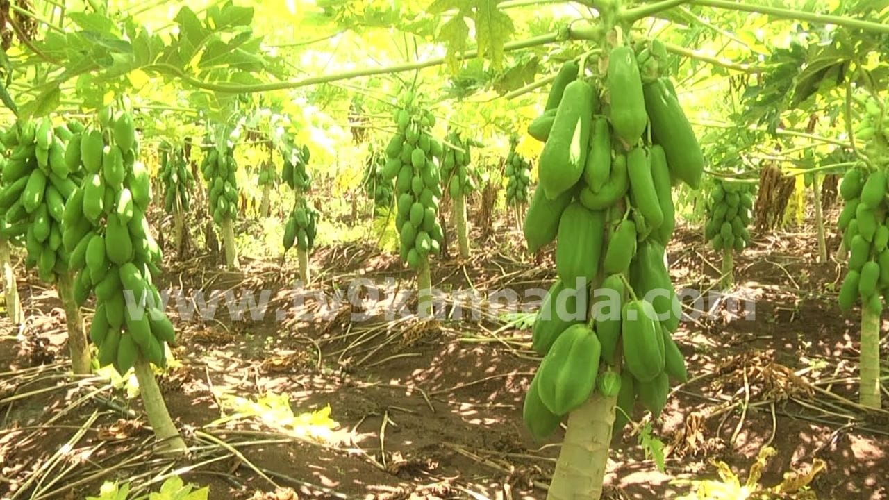 Bidar Organic Pappaya Crop